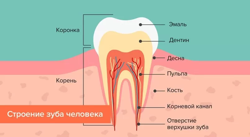 Пульпа располагается под эмалью и слоем дентина и составляет зубную полость